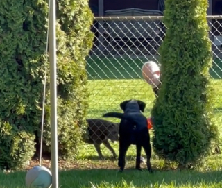 Une Femme Ne Savait Pas Pourquoi Son Chien Aboyait Sur Son Voisin Et A