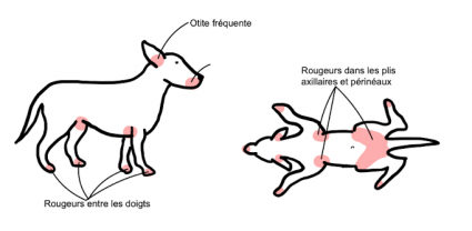 Les Causes Courantes De La Perte De Poils Chez Le Chien Faut Il S