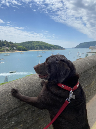 Cette femme a eu une idée originale pour aider son chien à faire le