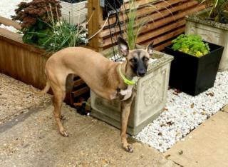 Cette chienne Whippet à 3 pattes abandonnée en raison de son handicap