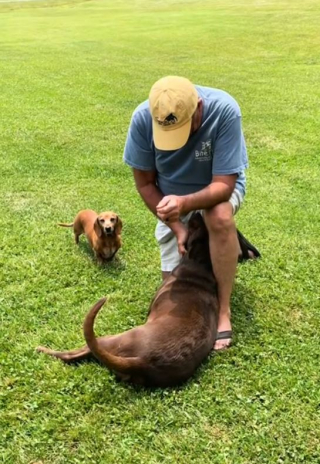 Cette chienne dévouée et débordant damour attend chaque jour avec