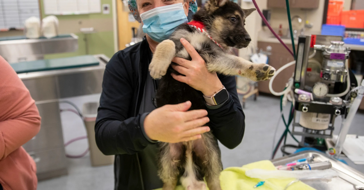 Un chiot né avec 6 pattes 4 testicules et 2 pénis survit