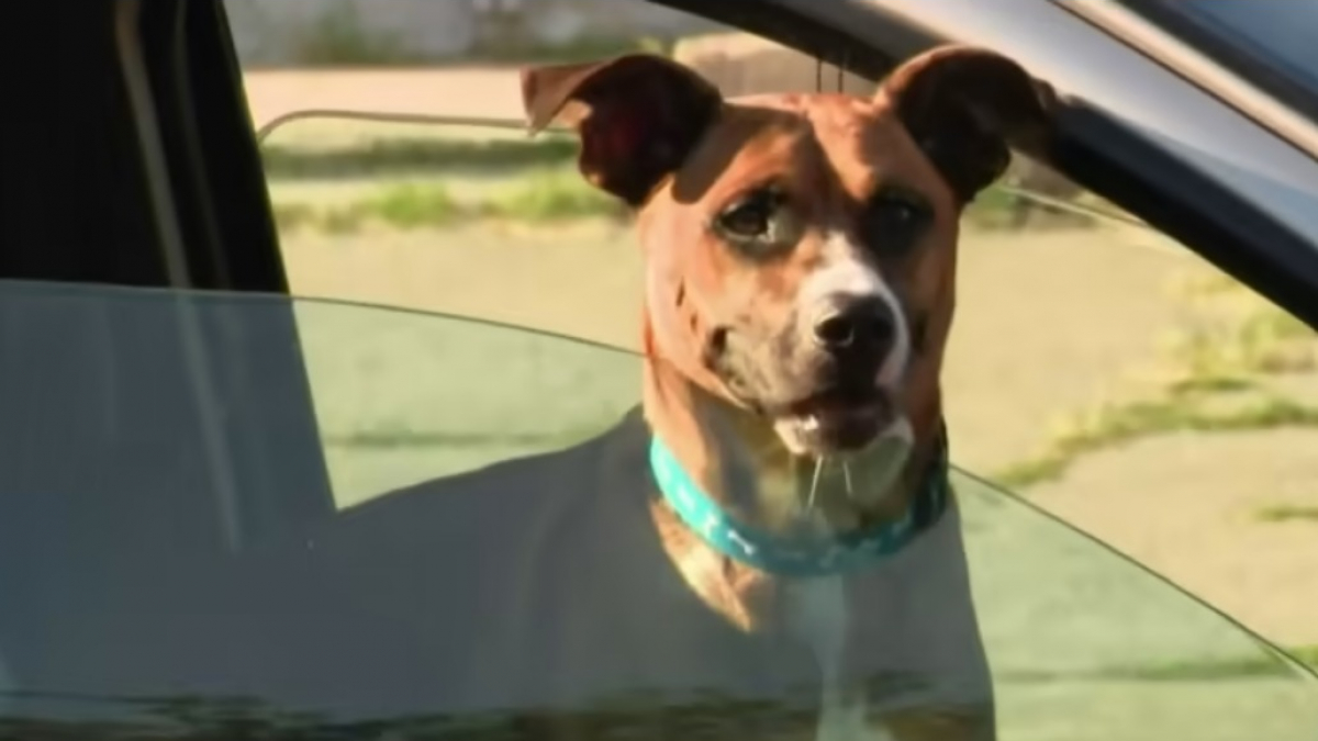 Les Retrouvailles Mouvantes Entre Un Chien Et Sa Ma Tresse Apr S Ans