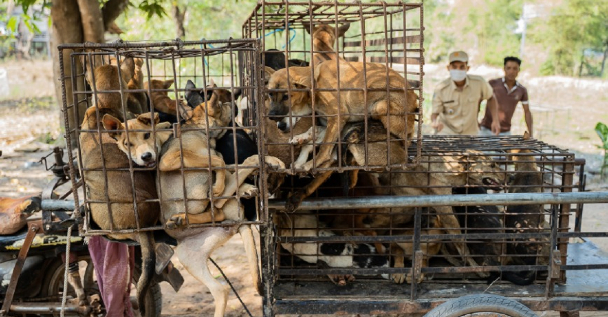 Le sauvetage de 61 chiens promis à labattoir est le signe dune