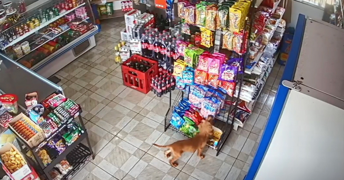 Un chien rusé tente de voler de la nourriture dans un magasin et