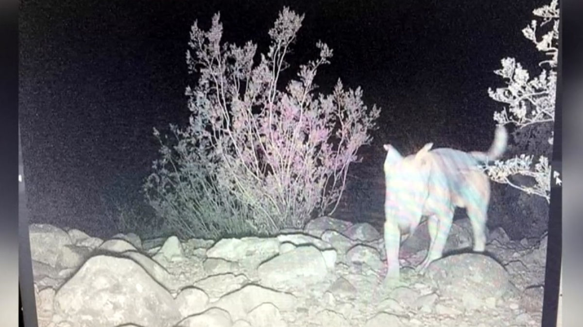 Le Parcours Tonnant De Ghost Un Chiot Abandonn Qui Devient Chef De