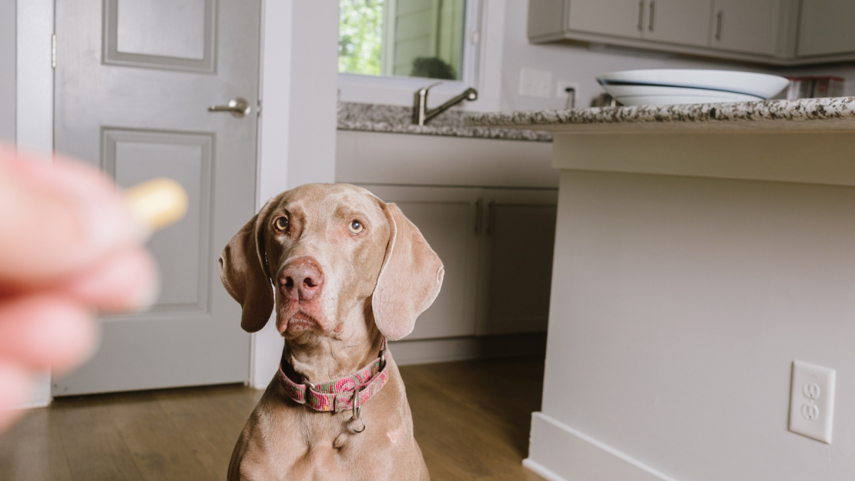 Vermifuger Son Chien Pourquoi Quand Et Comment