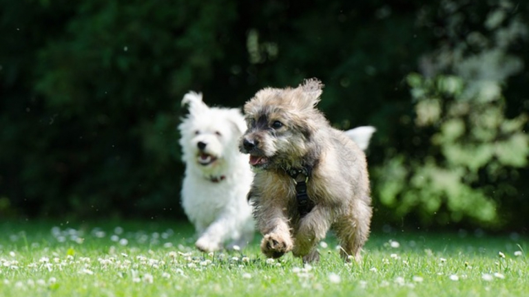 10 questions clés à se poser avant d adopter un second chien