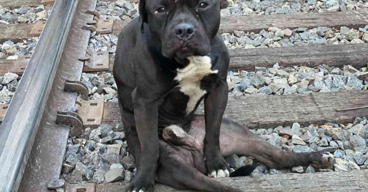 Lucky Le Chien Paralys Abandonn Sur Une Voie Ferr E A Trouv Une