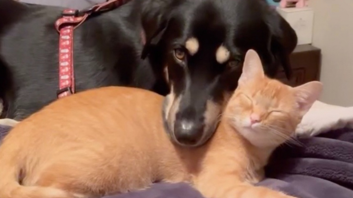 Cette Chienne Se Noue Damiti Avec Une Chatte Errante Quelle D Couvre