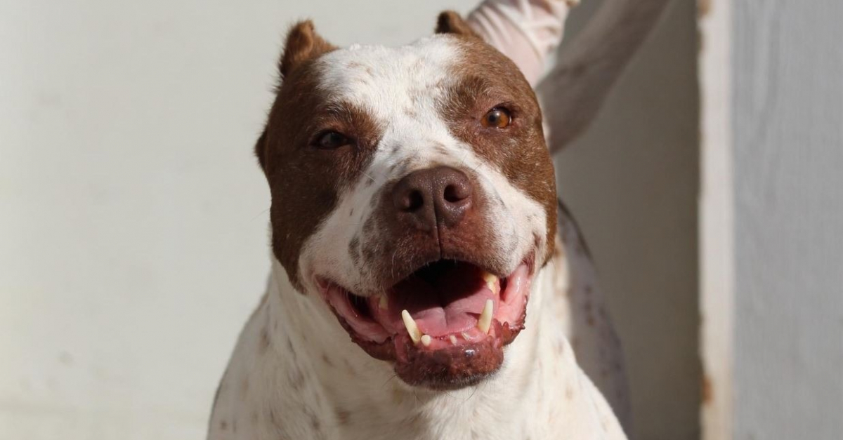 Sauvée dun laboratoire cette chienne espère enfin trouver le foyer