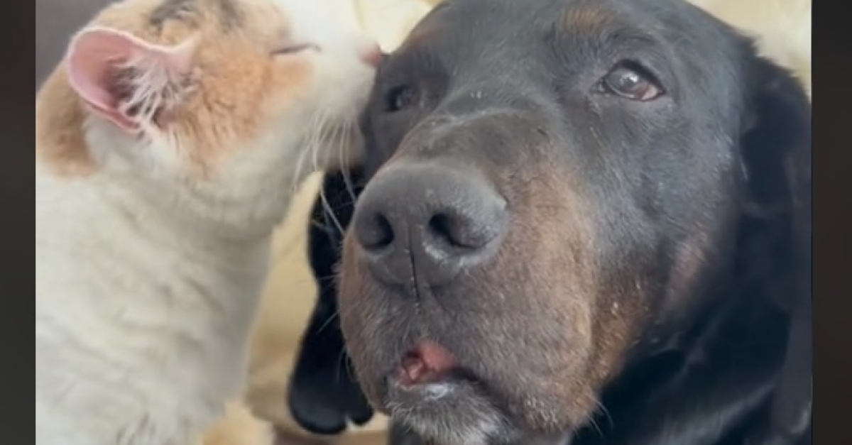 Lhistoire émouvante dApostolia et Jack 2 boules de poils handicapées