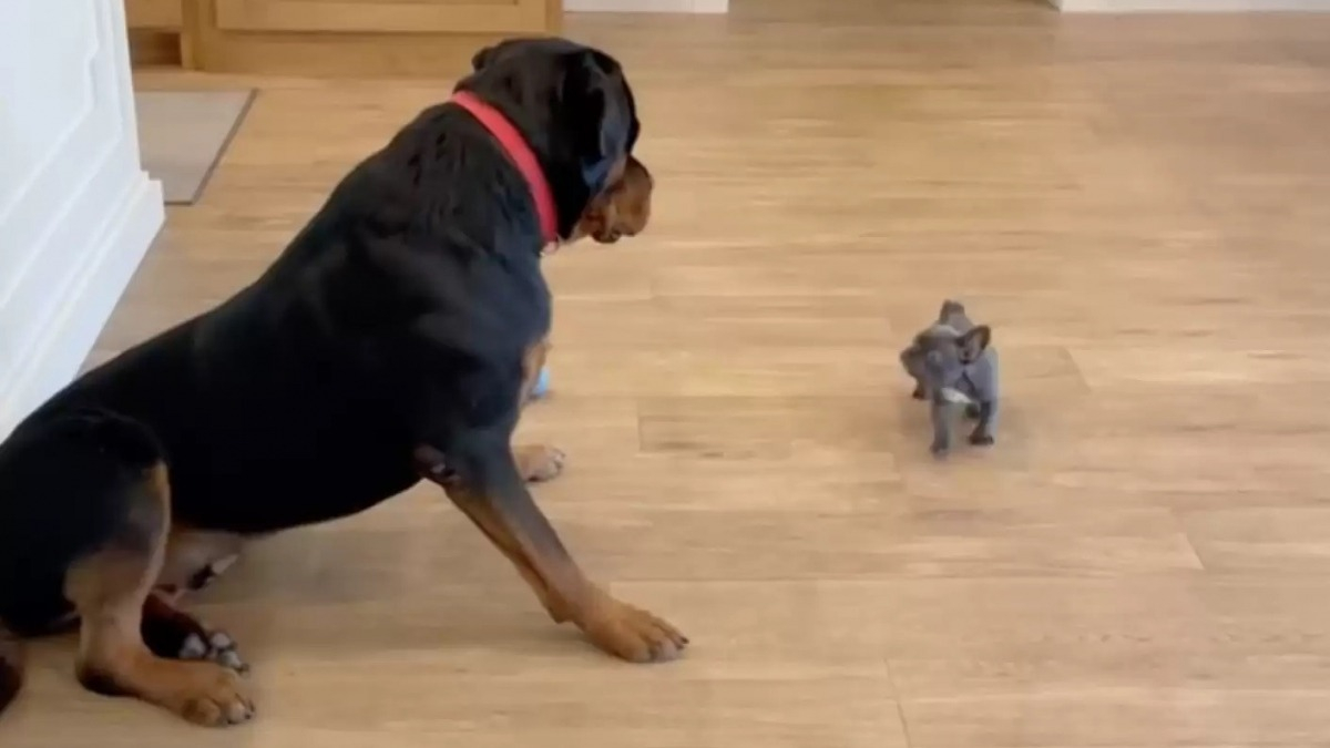 Terrifi Lors De Leur Premi Re Rencontre Ce Gentil Rottweiler Se Lie