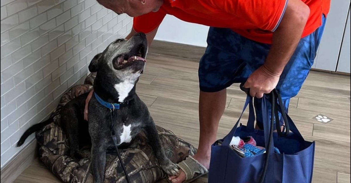 Le Moment Mouvant O Un Chien De Ans Trouve Enfin Le Bonheur Apr S