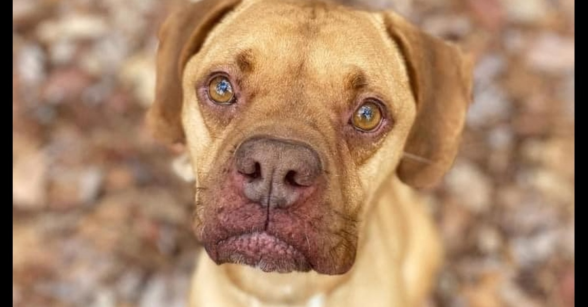 Grâce à ses talents cachés cette chienne croisée Boxer surprend chaque