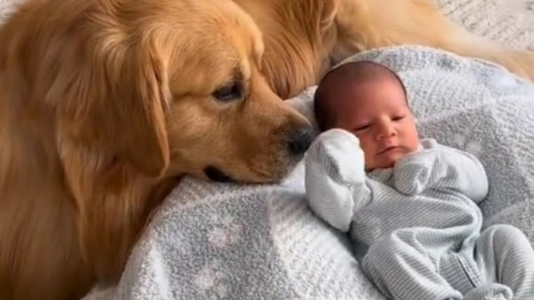 Un Golden Retriever Se Prend D Affection Pour Le B B De Ses Ma Tres Et