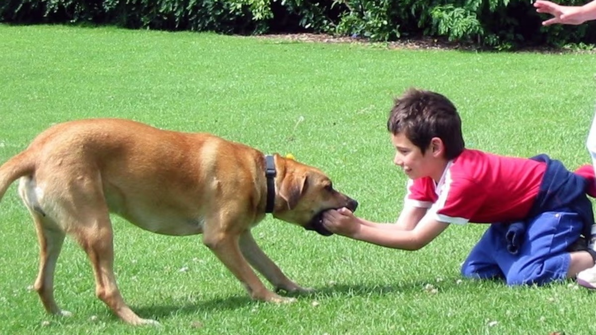 L émouvante histoire d amour à sens unique entre une chienne et une