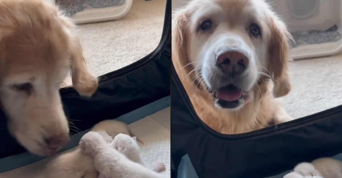 Une Golden Retriever séniore peut enfin rencontrer les chatons nouveau