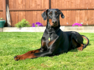 Illustration de l'article : Dobermann