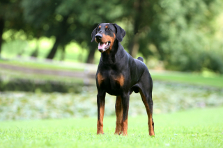 Illustration de l'article : Dobermann