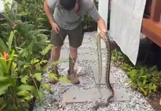 Pour sauver une fillette, ce chien s'est battu avec un serpent à