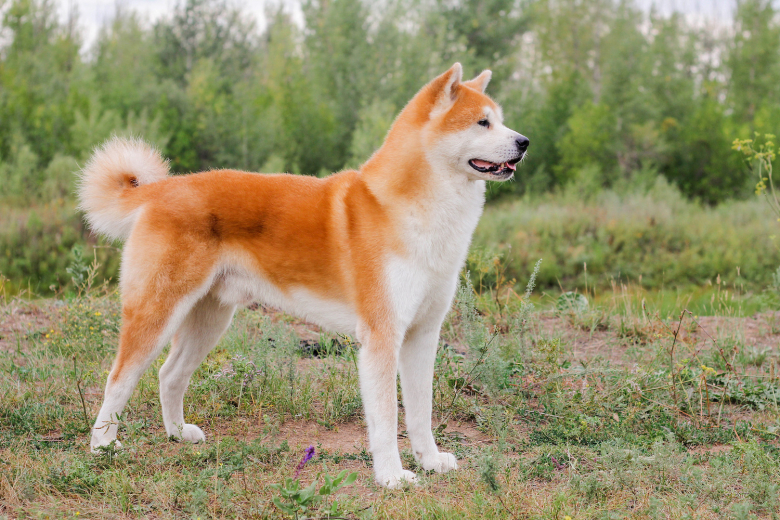 Akita Inu : histoire, caractéristiques, éducation et coût