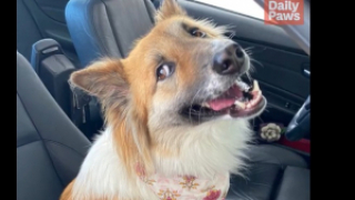 Illustration de l'article : Gravement blessée en Thaïlande, cette courageuse chienne paralysée redonne de l’espoir aux handicapés du monde entier