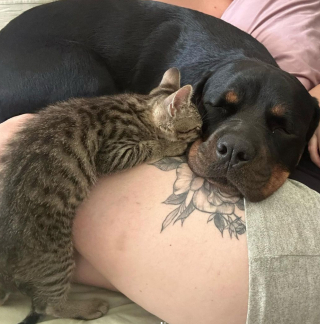 Illustration de l'article : La belle amitié entre ce chaton et ce Rottweiler vient contredire les stéréotypes de la race