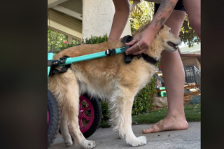Illustration de l'article : La réaction de cette petite chienne handicapée face à un fauteuil roulant fait fondre les cœurs des internautes