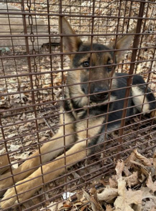 Illustration de l'article : Des Bergers Belges Malinois et Allemands retrouvés affamés : une course contre la montre pour leur survie