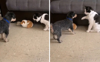 Illustration de l'article : 14 photos montrant nos amis canins se comportant comme des humains