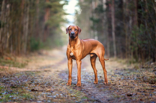 Rhodesian Ridgeback histoire caract ristiques ducation et co t