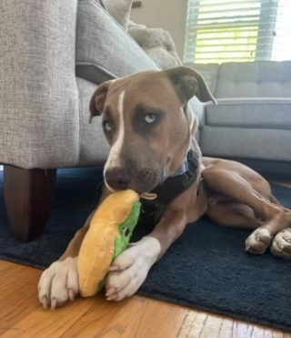 Illustration de l'article : Des ouvriers ont fait une étonnante découverte sur leur chantier, en trouvant un chien coincé dans un tuyau