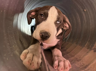 Illustration de l'article : Des ouvriers ont fait une étonnante découverte sur leur chantier, en trouvant un chien coincé dans un tuyau