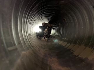 Illustration de l'article : Des ouvriers ont fait une étonnante découverte sur leur chantier, en trouvant un chien coincé dans un tuyau