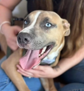 Illustration de l'article : Des ouvriers ont fait une étonnante découverte sur leur chantier, en trouvant un chien coincé dans un tuyau