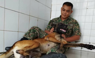 Illustration de l'article : La transformation de Loki, un Berger Belge Malinois réputé agressif, grâce à la complicité qu’il a nouée avec son maître-chien