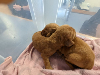 4 chiots abandonnés dans une valise au bord d'une route sont aujourd'hui à  la recherche de leur foyer pour toujours