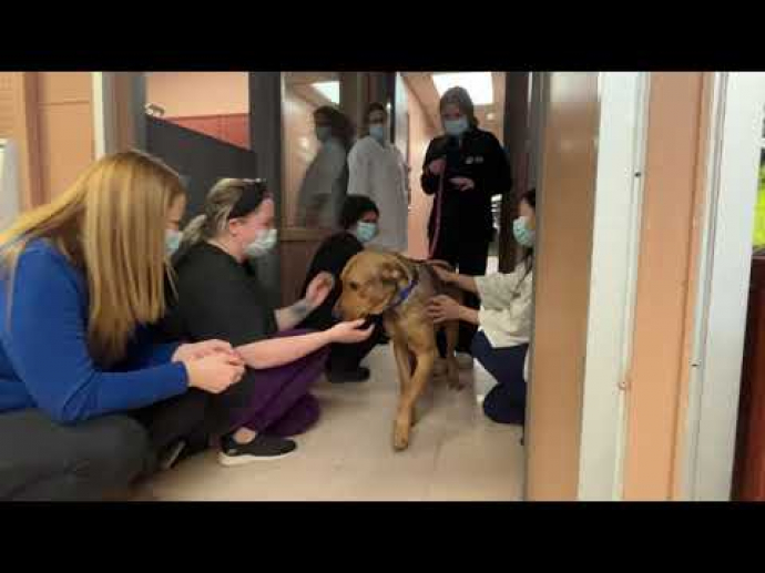 Une haie d’honneur pour Jax, la mascotte du refuge qui trouve enfin un ...