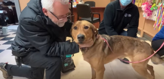 Une haie d’honneur pour Jax, la mascotte du refuge qui trouve enfin un ...