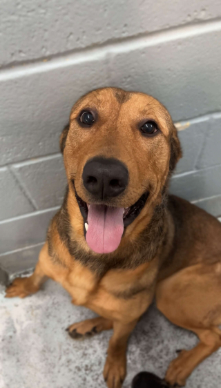 Une haie d’honneur pour Jax, la mascotte du refuge qui trouve enfin un ...