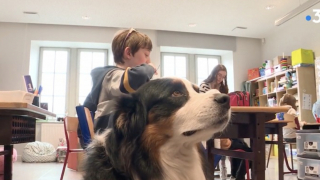 Illustration de l'article : La présence d’un chien peut apaiser les enfants atteints de troubles autistiques : une école nous le prouve
