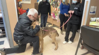 Après 10 mois passé au refuge à être boudé par les adoptants, Jax le ...