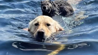 Illustration : "Au milieu d’un lac, une marmotte tombée à l’eau a trouvé le moyen de transport parfait pour regagner le rivage… Le dos d’un Golden Retriever ! (vidéo)"