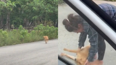 Illustration : "Une femme retourne en vacances au Mexique et retrouve une chienne qu’elle avait rencontrée auparavant : elles sont ravies de se revoir (vidéo)"