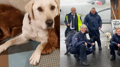 Illustration : "Ce Labrador, qualifié d’ingérable, n’était tout simplement pas à la bonne place pour s’épanouir et a fini par devenir un héros"