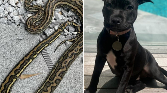 Pour sauver une fillette, ce chien s'est battu avec un serpent à