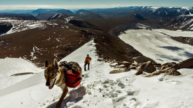 Illustration : "17 photos captivantes de Diuna, Chien Loup Tchécoslovaque enchaînant les périples en famille"