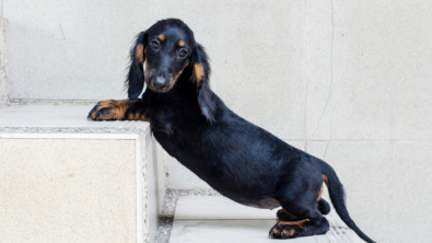 Illustration : "10 photos adorables de chiots faisant de leur mieux pour monter les marches"