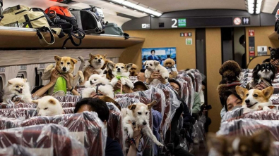 Illustration : Pour la première fois, des Japonais ont pu voyager en TGV avec leur chien sur leurs genoux